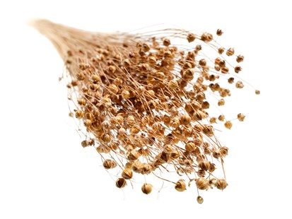 Анонс тест-драйва Лен: новая роль