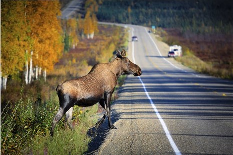 Животное на дороге – чем грозит и как избежать?