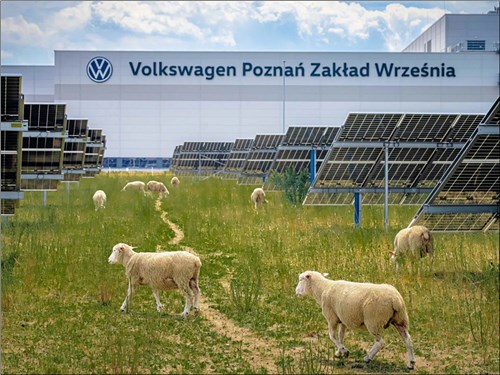 Volkswagen отказалась от газонокосилок. За солнечной электростанцией теперь ухаживают 100 овец